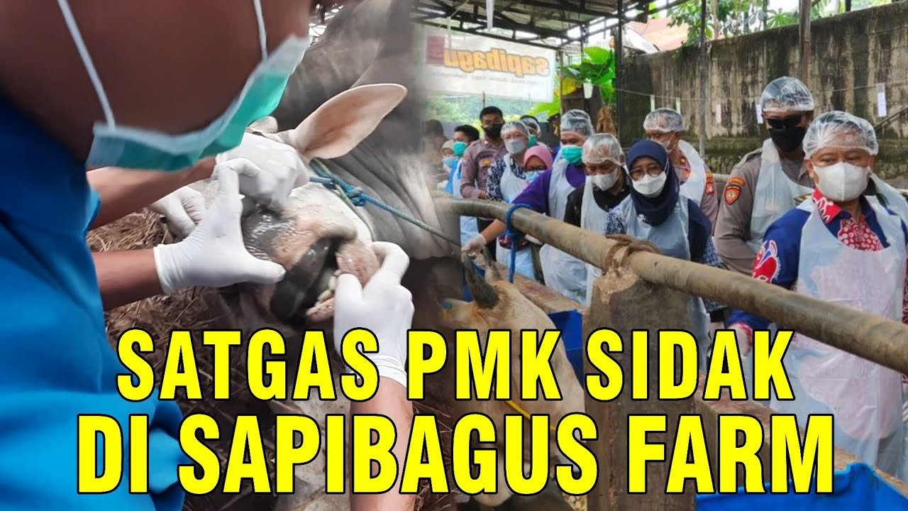 
                                 Satgas-PMK-Sapi-Qurban-Grebek-Kandang-Sapibagus